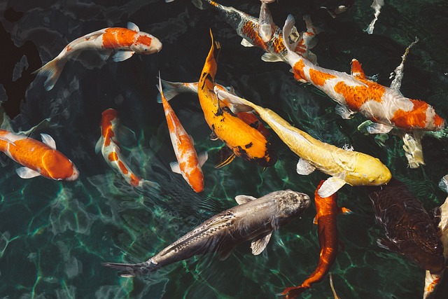 7. Jak vybrat správné druhy ryb: Tipy na výběr pro plnohodnotnou stravu pro štítnou žlázu