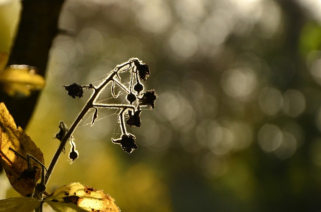 Jaký vliv má nedostatek slunečního světla na naše zdraví?