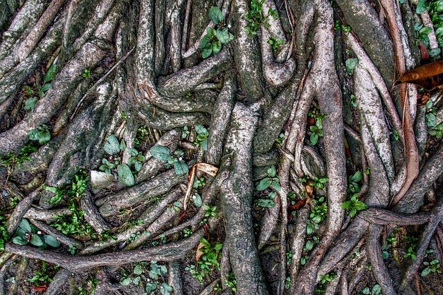 Světlý kořen a jeho‍ pozitivní účinky na lidský ‌imunitní systém