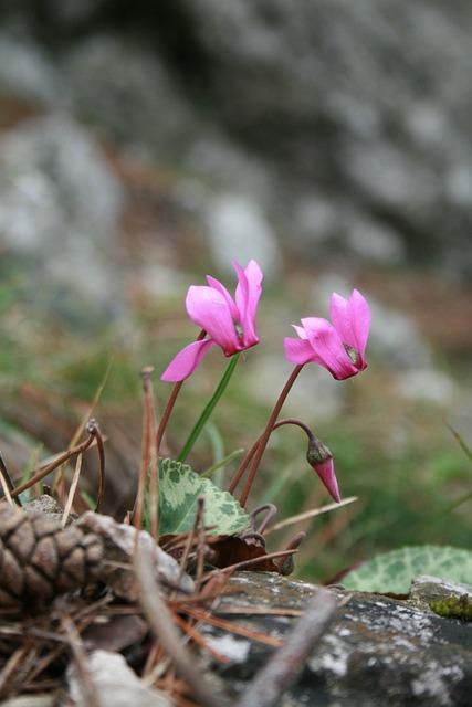 E952 cyklamát: Bezpečnost a regulace tohoto sladidla v Evropě