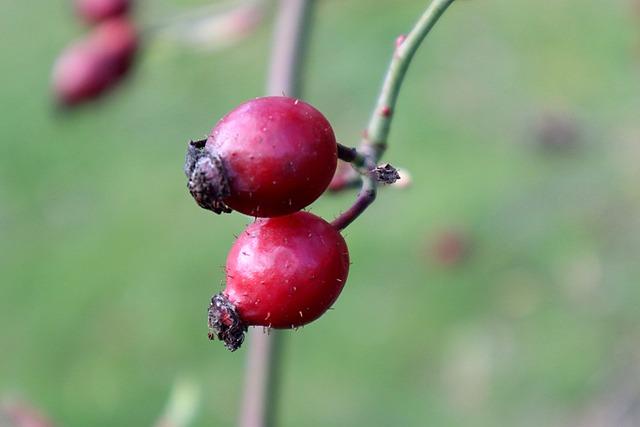 Mořské plody: Skvělý zdroj živin pro vaše tělo i duši