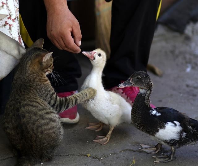 Konfrontace možné tolerance pomocí jiného léčiva