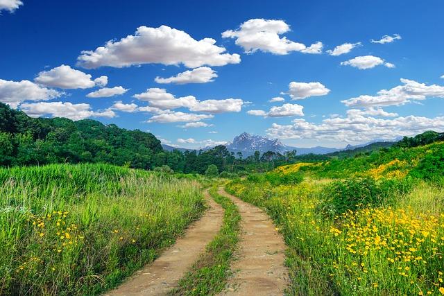 Jakým způsobem konzumovat houby pro maximální účinek