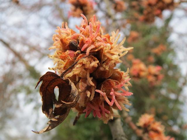 Nejlepší typy sacharinu pro pečení a⁤ vaření